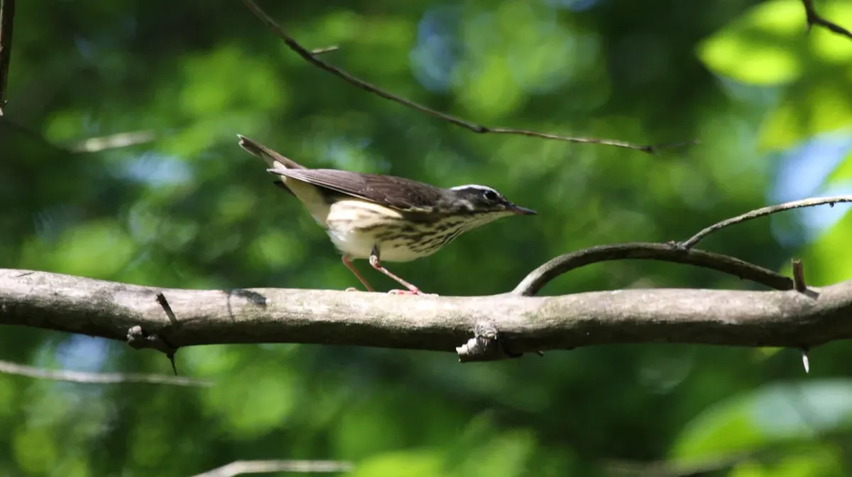 File:Louisiana Waterthrush (Parkesia motacilla) (5206244637).jpg