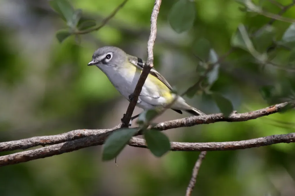 File:Blue-headed Vireo (Vireo solitarius) (5206243815).jpg