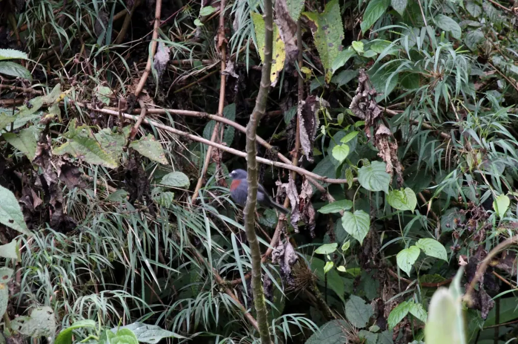 File:Slaty-backed Chat-tyrant (Ochthoeca cinnamomeiventris thoracica) (4856430335).jpg