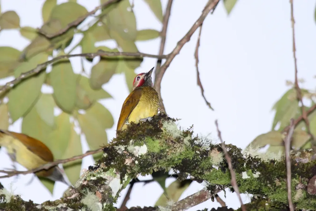 File:Golden-olive Woodpecker (Colaptes rubiginosus) (4856979046).jpg