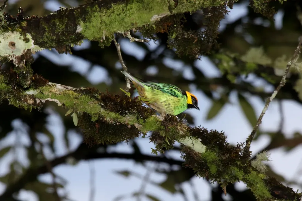 File:Saffron-crowned Tanager (Tangara xanthocephala) (4856978348).jpg
