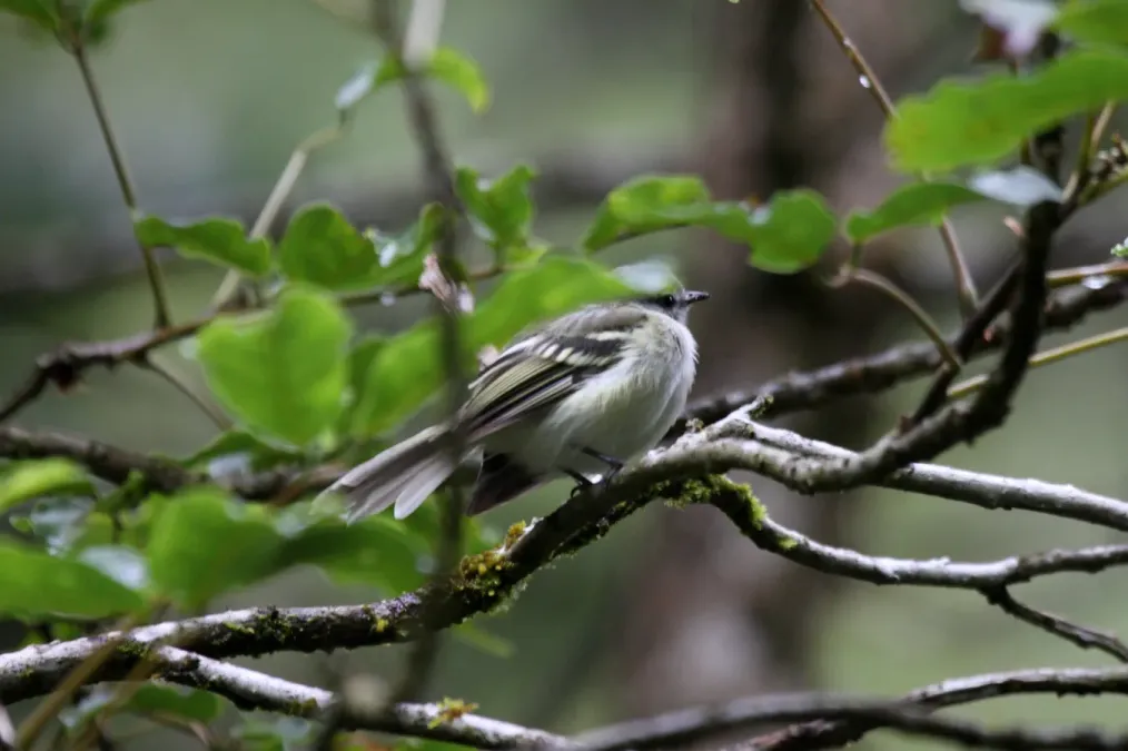 File:Sclaters Tyrannulet (Phyllomyias sclateri) (4856966128).jpg