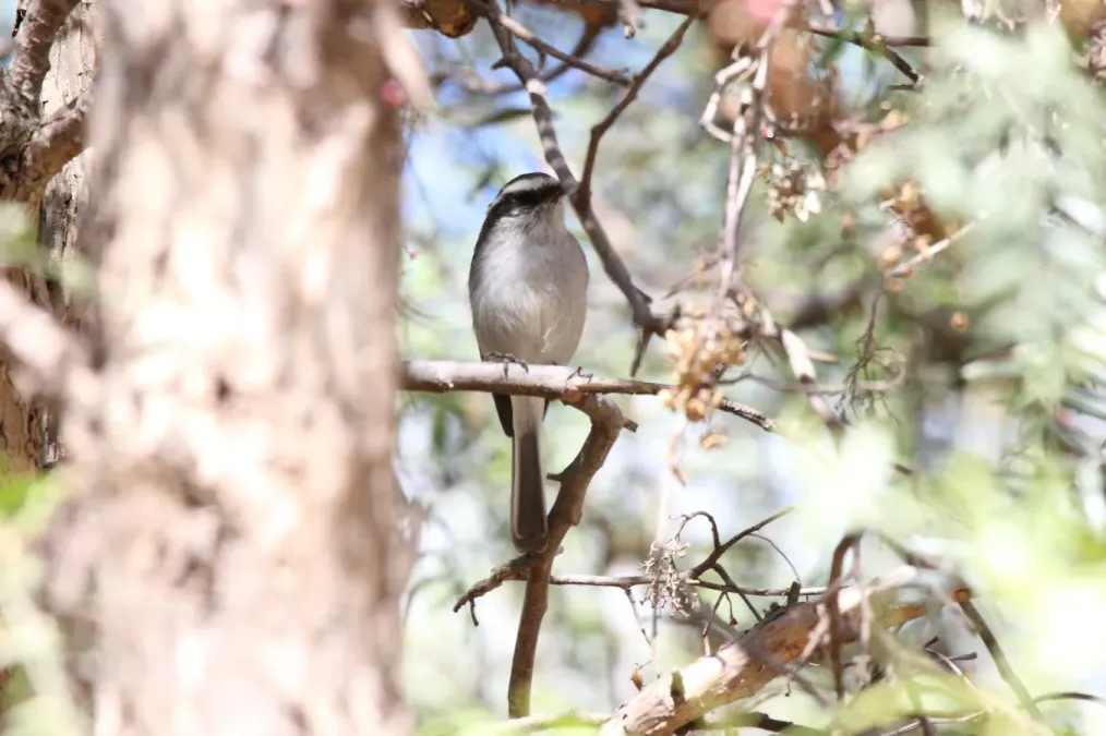 File:White-browed Chat-tyrant (Ochthoeca leucophrys) (4856954074).jpg