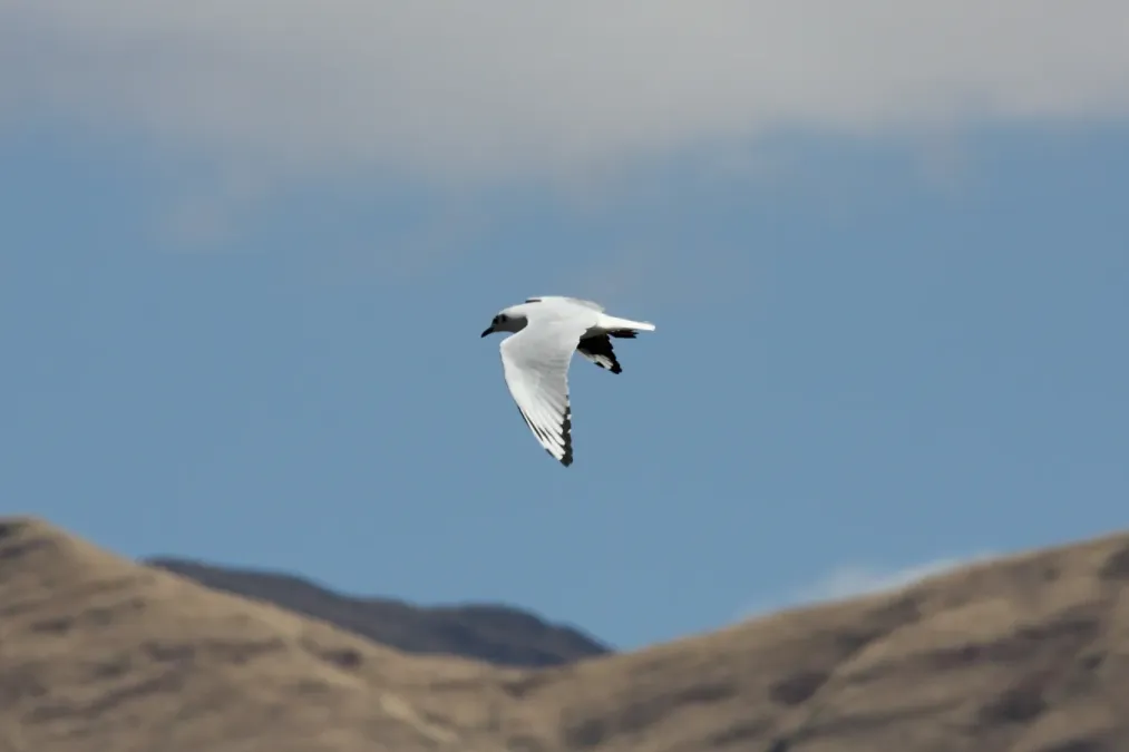 File:Andean Gull (Chroicocephalus serranus) (4856951994).jpg