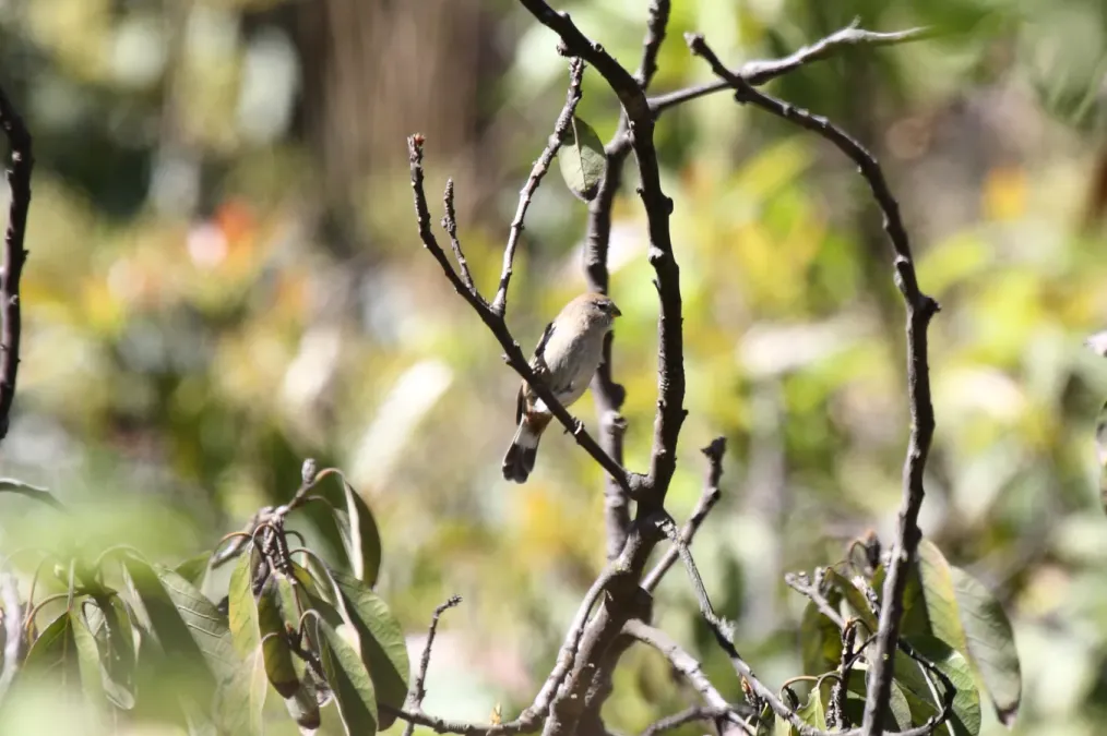 File:Band-tailed Seedeater (Catamenia analis) (4856326315).jpg