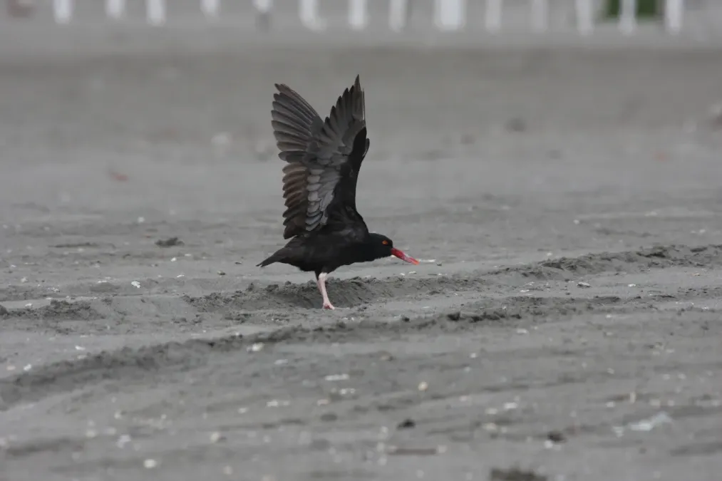 File:Blackish Oystercatcher (Haematopus ater), Puerto Viejo, Peru (4856934244).jpg