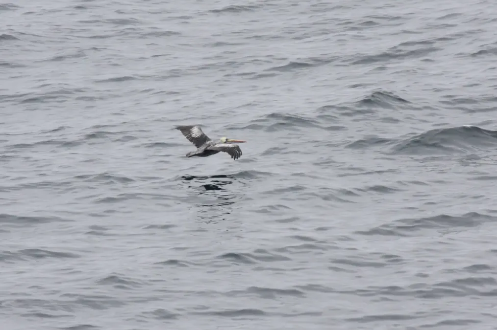File:Peruvian Pelican (Pelecanus thagus) (4856924332).jpg