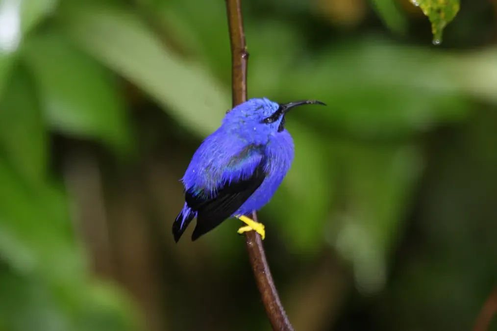 File:Purple Honeycreeper (Cyanerpes caeruleus) (4687345569).jpg
