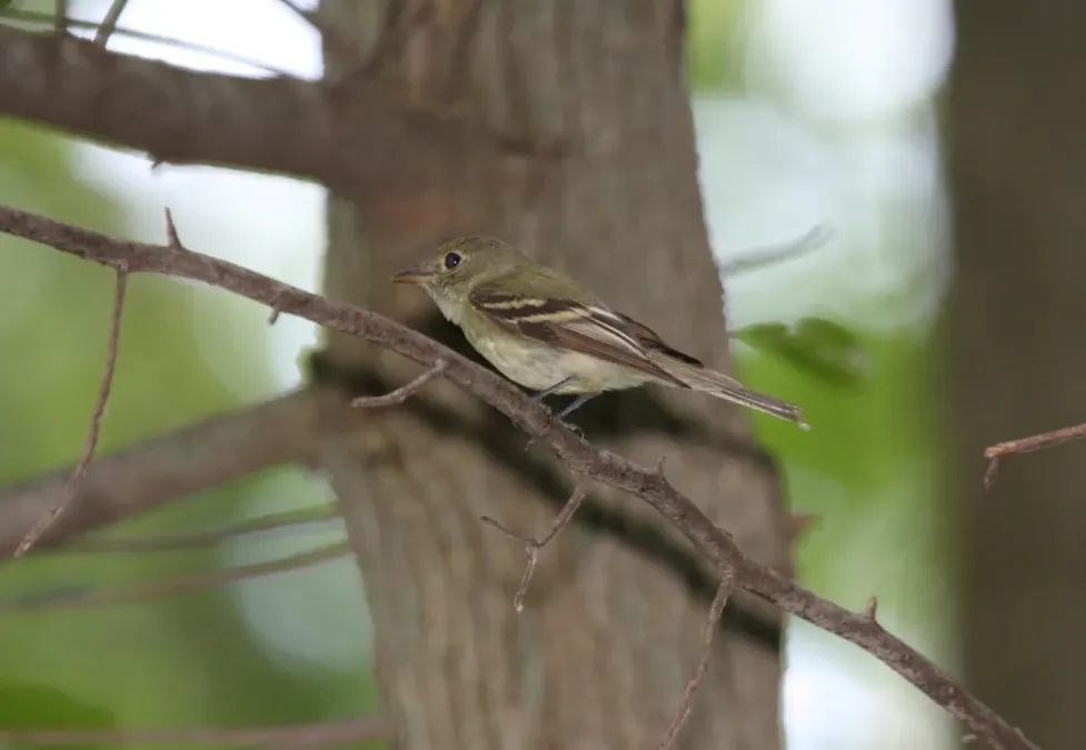 File:Acadian Flycatcher (Empidonax virescens) (4687322267).jpg
