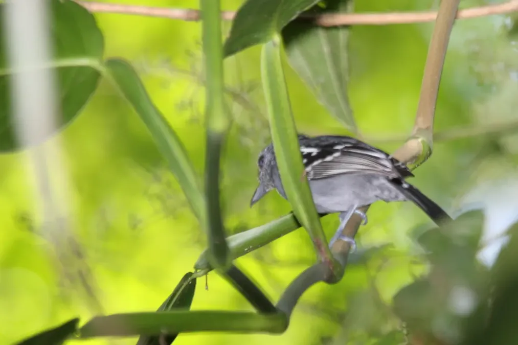 File:Western Slaty Antshrike (Thamnophilus atrinucha) (4512696162).jpg