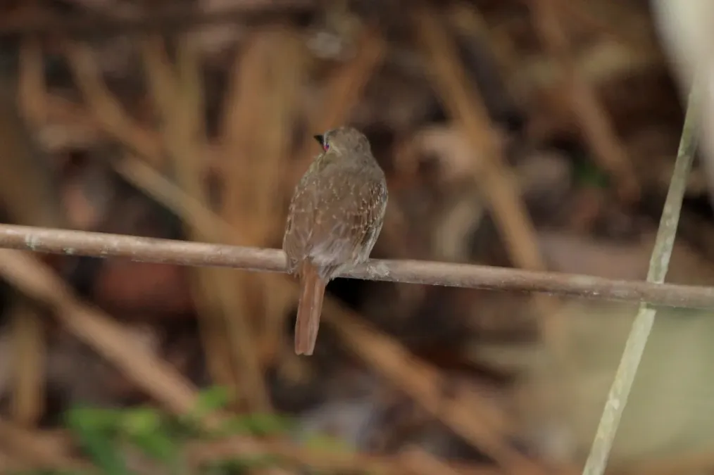 File:White-whiskered Puffbird (Malacoptila panamensis panamensis) (4504932281).jpg