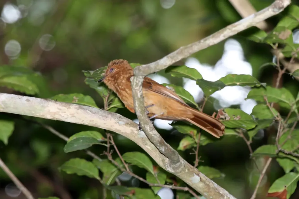 File:Rufous Mourner (Rhytipterna holerythra) (4504931377).jpg