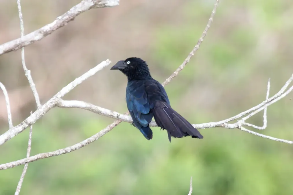 File:Greater Ani (Crotophaga major) (4505564416).jpg