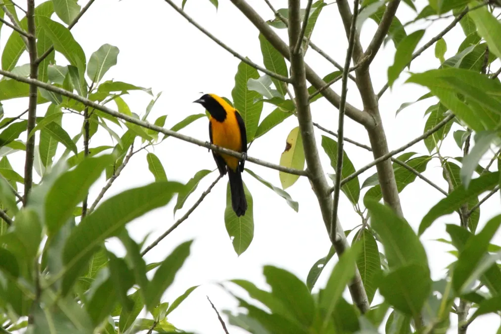 File:Yellow-backed Oriole (Icterus chrysater) (4505560772).jpg