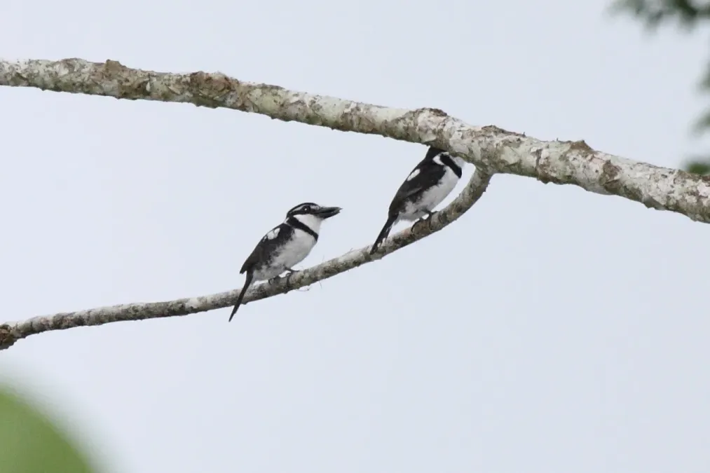File:Pied Puffbird (Notharchus tectus) (4505559608).jpg