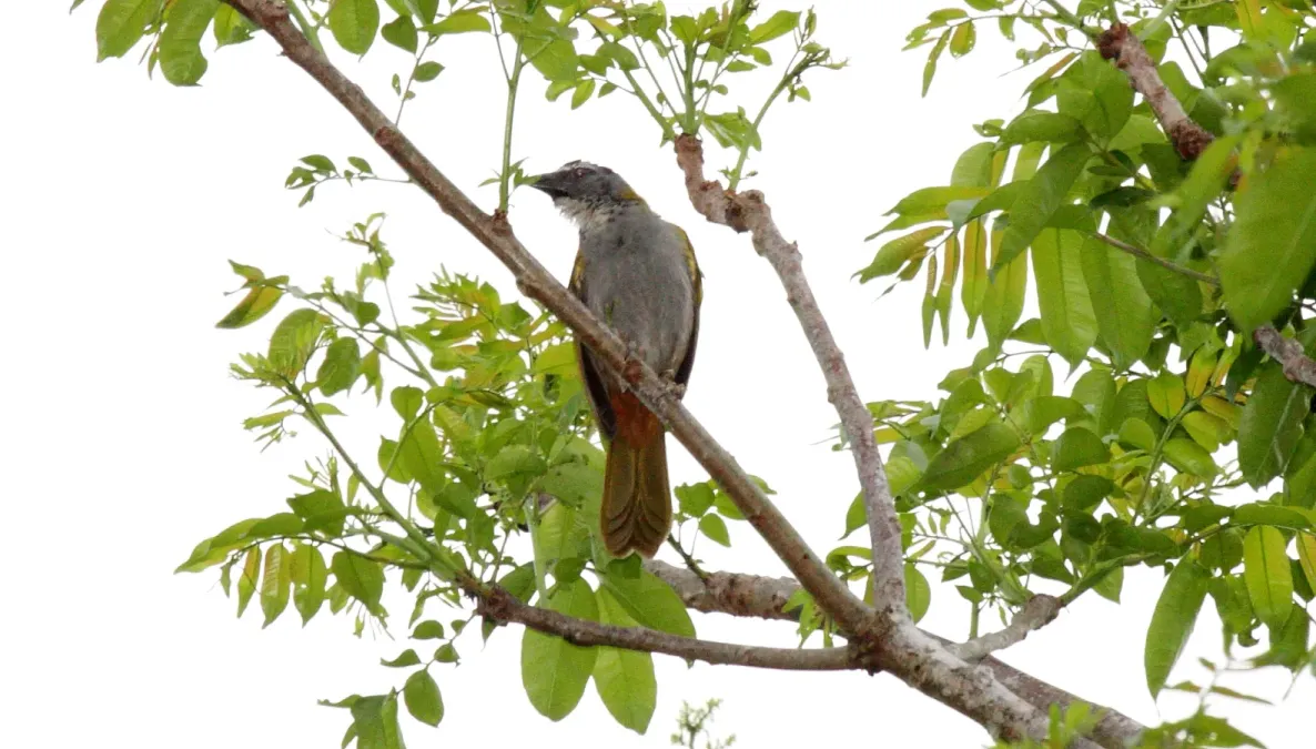 File:Black-headed Saltator (Saltator atriceps) (4505559448).jpg
