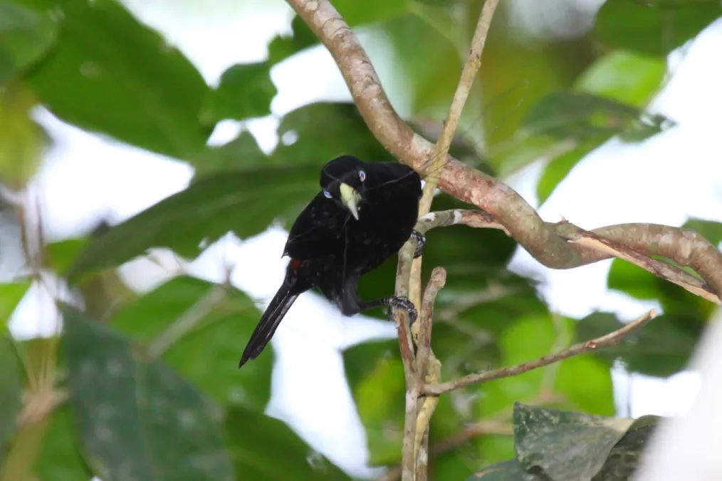 File:Scarlet-rumped Cacique (Cacicus uropygialis) (4505555570).jpg