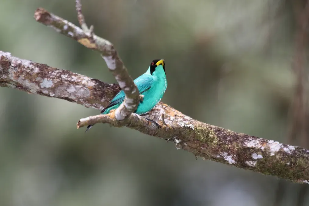 File:Green Honeycreeper (Chlorophanes spiza) (4504916357).jpg