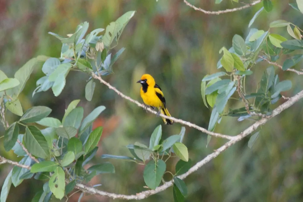 File:Yellow-tailed Oriole (Icterus mesomelas) (4504913617).jpg