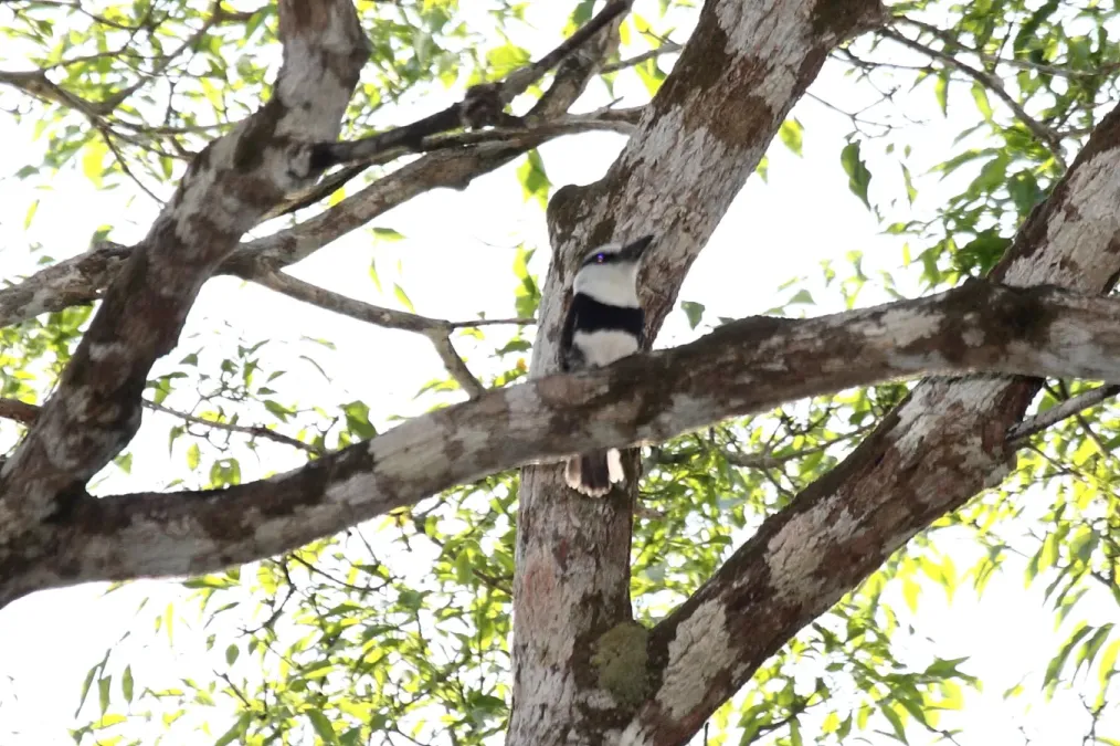 File:White-necked Puffbird (Notharchus hyperrhynchus) (4504911527).jpg
