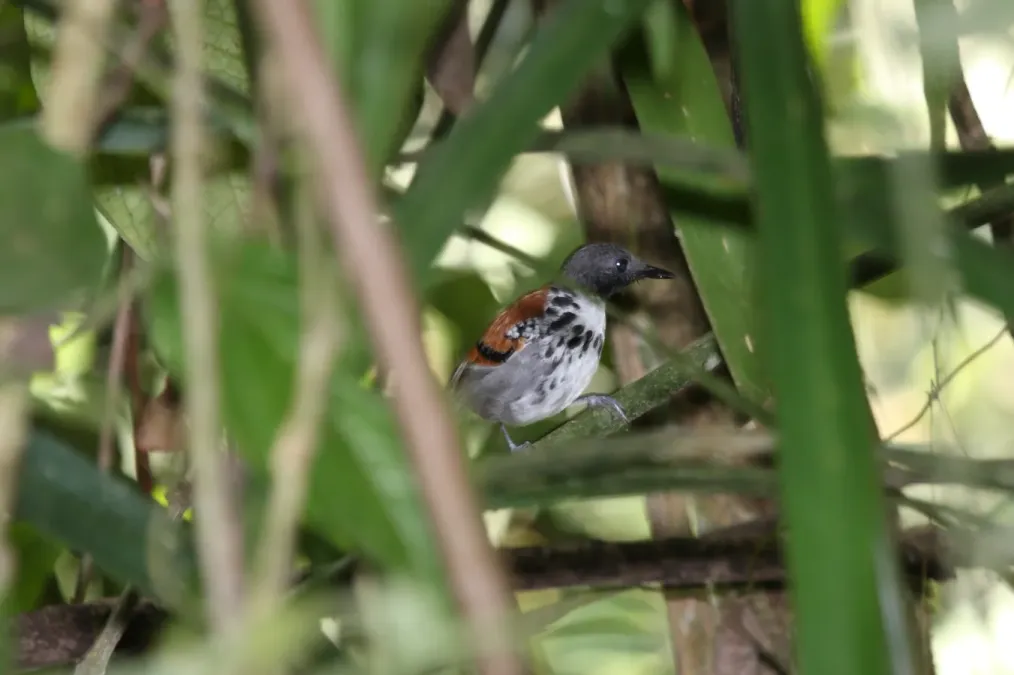 File:Spotted Antbird (Hylophylax naevioides) (4505541592).jpg