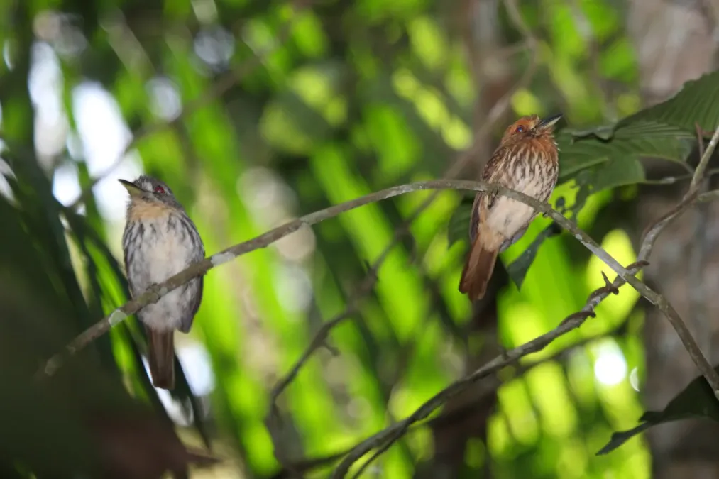 File:White-whiskered Puffbirds (Malacoptila panamensis) (4505540842).jpg