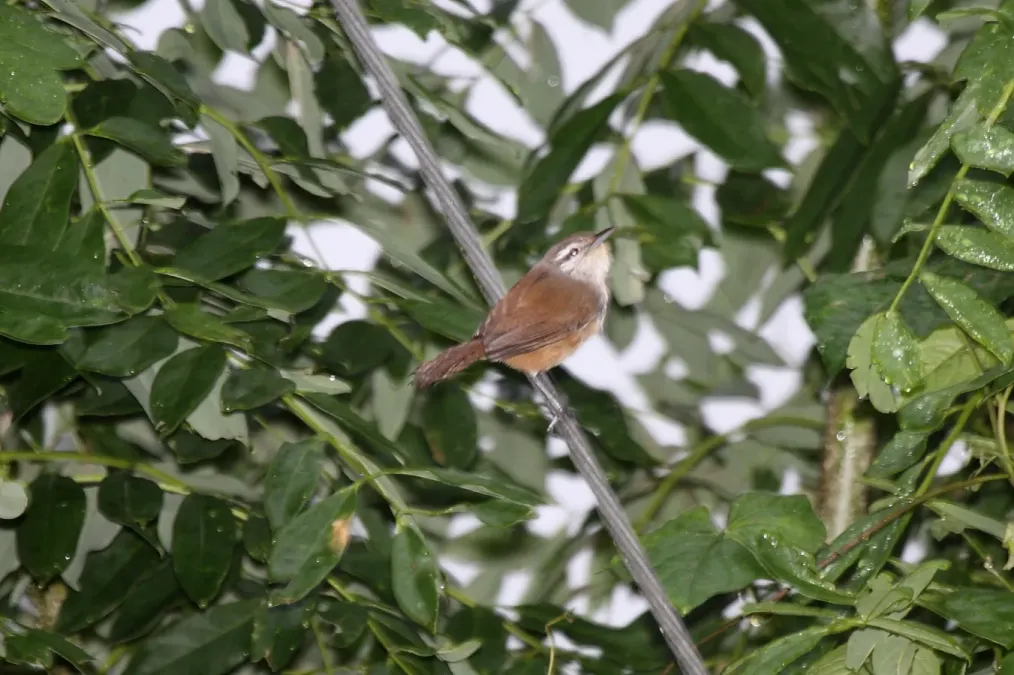 File:Isthmian Wren (Cantorchilus elutus) (4504901657).jpg