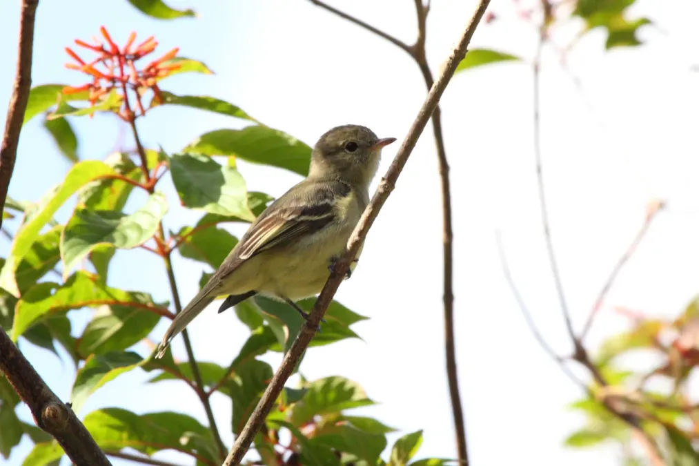 File:Lesser Elaenia (Elaenia chiriquensis) (4505527104).jpg
