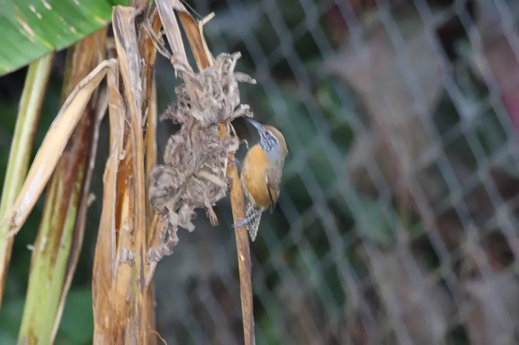 File:Rufous-breasted Wren (Pheugopedius rutilus) (4504889645).jpg