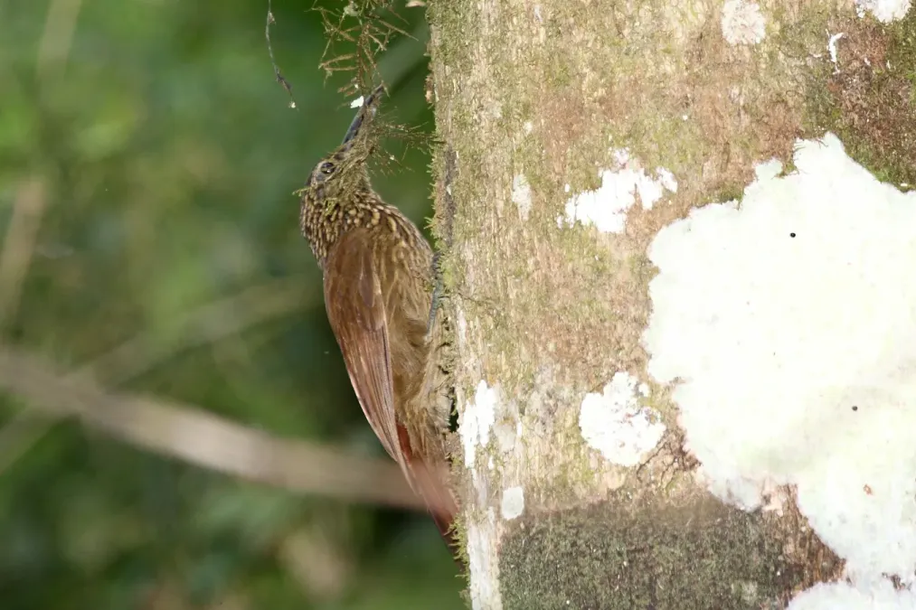 File:Cocoa Woodcreeper (Xiphorhynchus susurrans) (4504880633).jpg