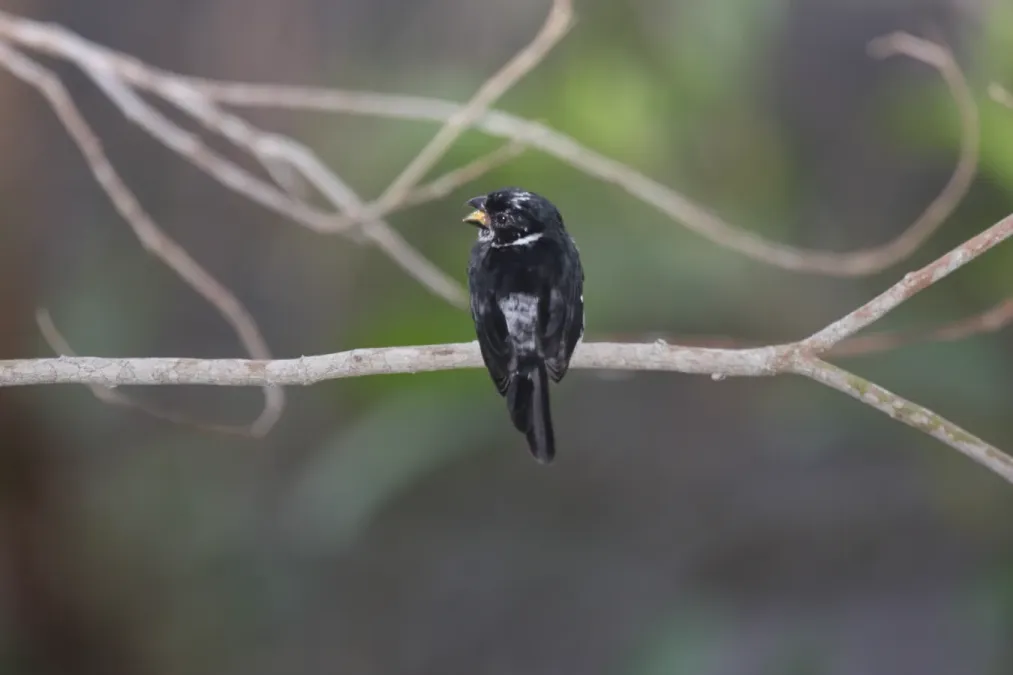 File:Variable Seedeater (Sporophila corvina) male (4505509192).jpg