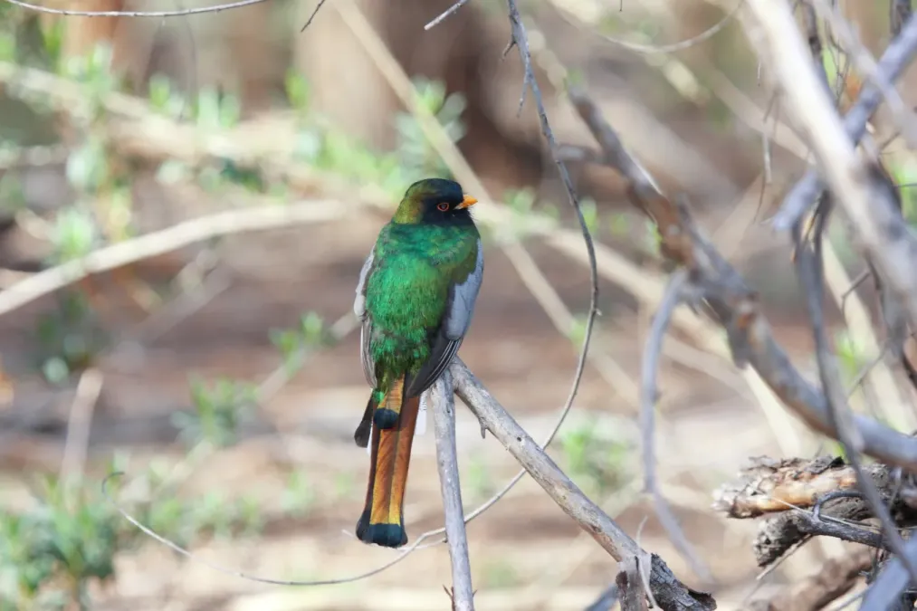File:Elegant Trogon (Trogon elegans) (4412444696).jpg