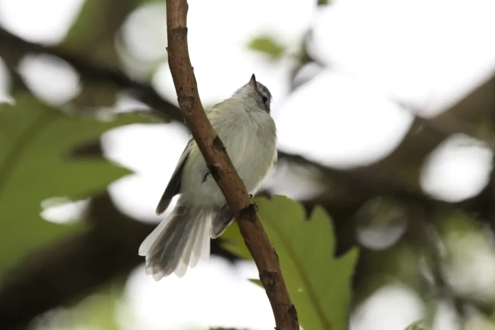 File:Sclaters Tyrannulet (Phyllomyias sclateri) (4856348987).jpg