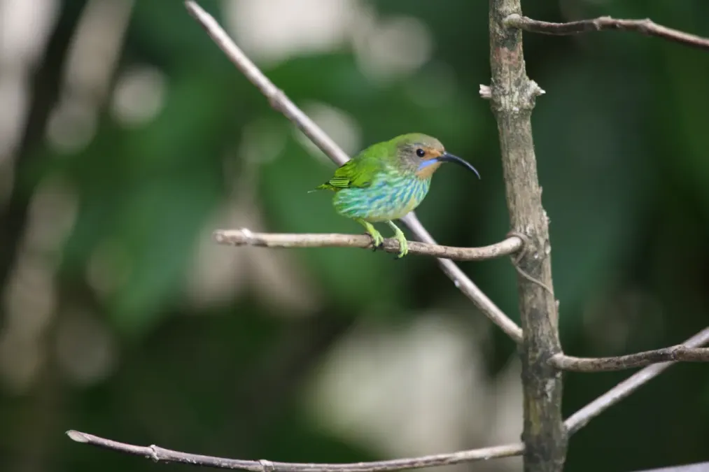 File:Purple Honeycreeper (Cyanerpes caeruleus) female (4096366396).jpg