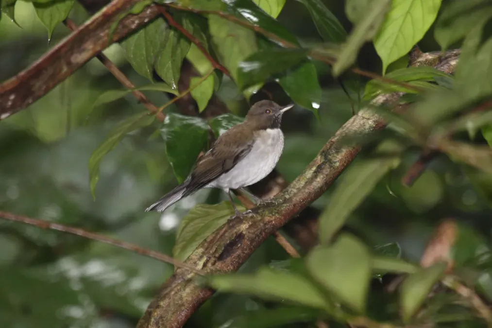File:White-necked Thrush (Turdus albicollis) (4089539829).jpg