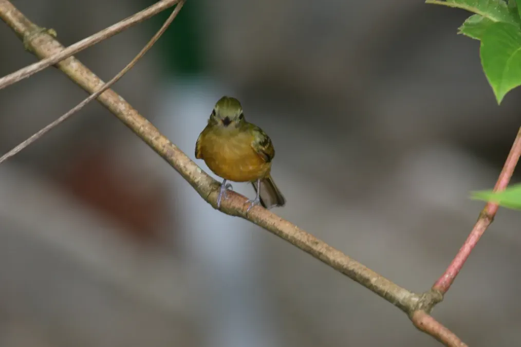 File:Ochre-bellied Flycatcher (Mionectes oleagineus) (4089534869).jpg