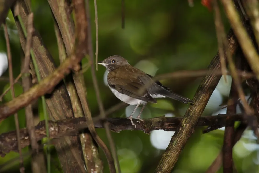 File:White-necked Thrush (Turdus albicollis) (4090300806).jpg