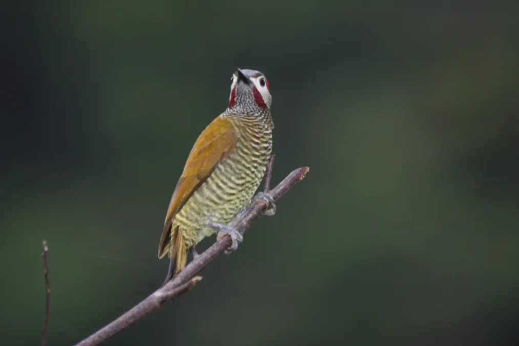File:Golden-olive Woodpecker (Colaptes rubiginosus) (4089525131).jpg