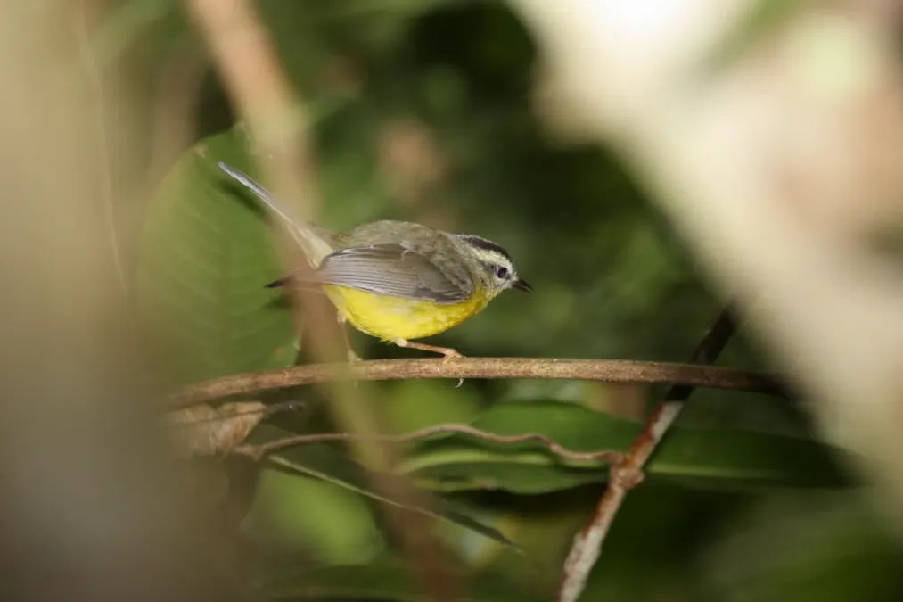 File:Golden-crowned Warbler (Basileuterus culicivorus) (4090281218).jpg