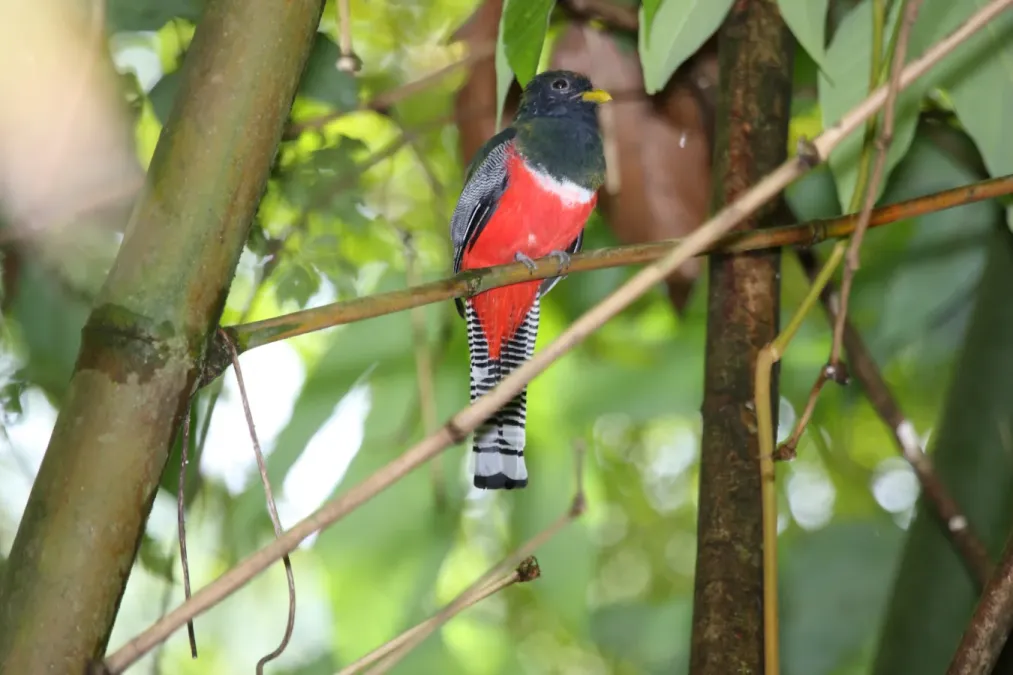 File:Collared Trogon (Trogon collaris) (4090278016).jpg