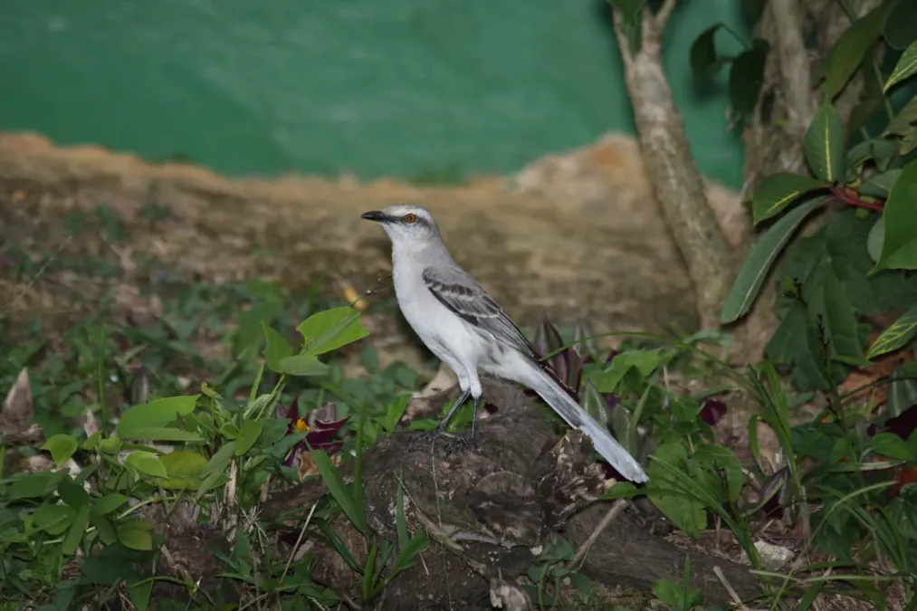 File:Tropical Mockingbird (Mimus gilvus) (4090269628).jpg
