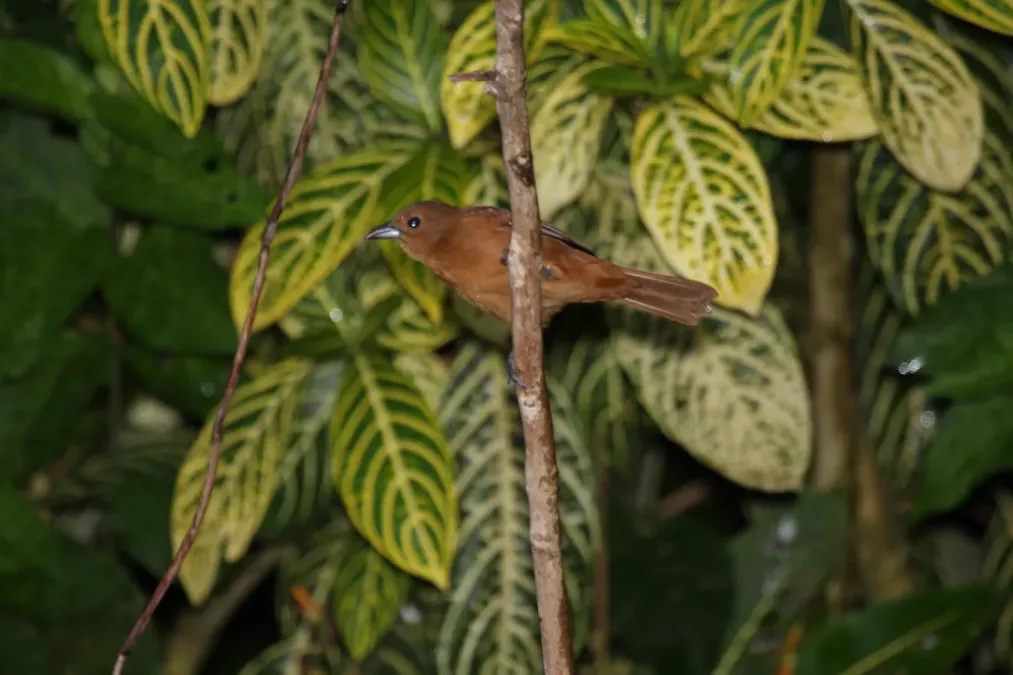 File:White-lined Tanager (Tachyphonus rufus) female (4090259728).jpg
