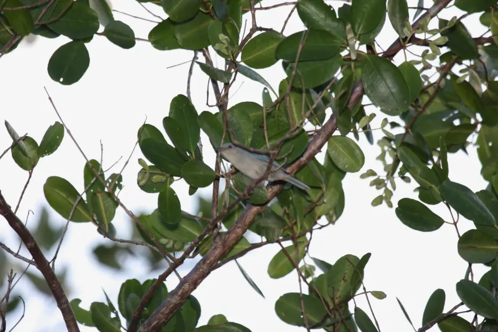 File:Bicolored Conebill (Conirostrum bicolor) (4090244394).jpg