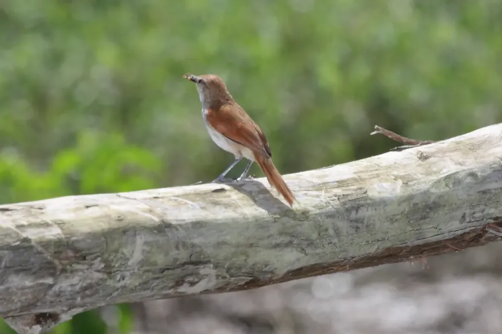 File:Yellow-chinned Spinetail (Certhiaxis cinnamomeus) (4090236596).jpg