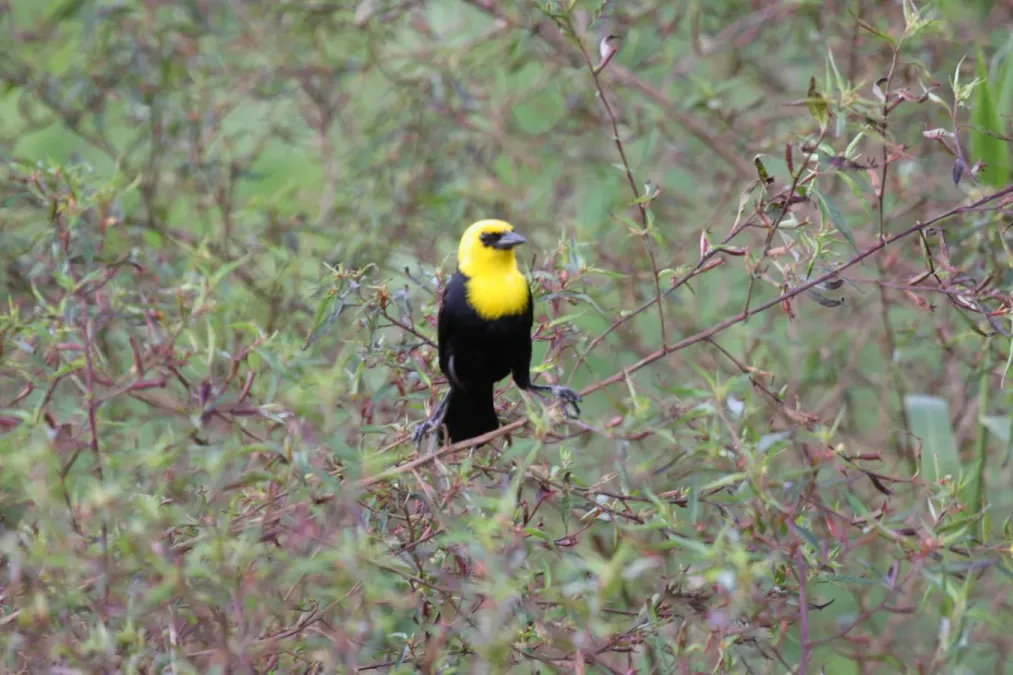 File:Yellow-hooded Blackbird (Chrysomus icterocephalus) (4090191858).jpg