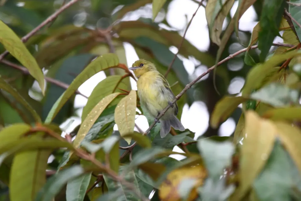 File:Yellow-breasted Flycatcher (Tolmomyias flaviventris) (4090141056).jpg