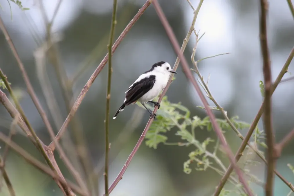 File:Pied Water Tyrant (Fluvicola pica) (4090134846).jpg