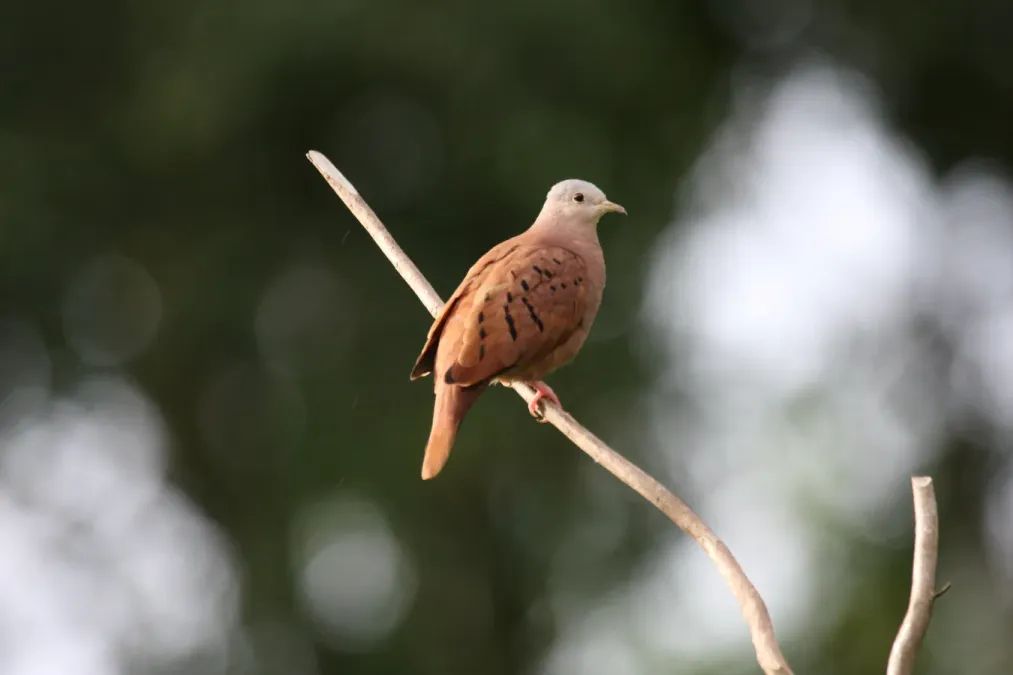 File:Ruddy Ground-Dove (Columbina talpacoti) (4090128418).jpg