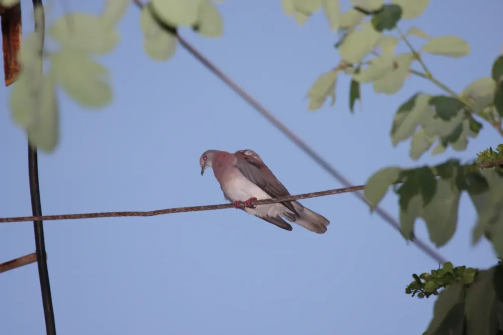 File:Pale-vented Pigeon (Patagioenas cayennensis) (4089364533).jpg