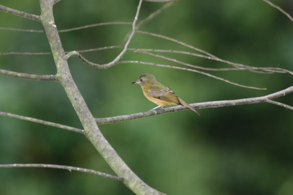 File:Ochre-bellied Flycatcher (Mionectes oleagineus) (4090133276).jpg